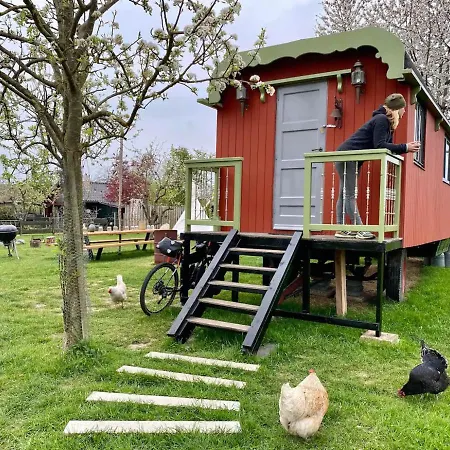 Slapen Tussen De Schapen In Pipowagen De Ome Jan Zennewijnen