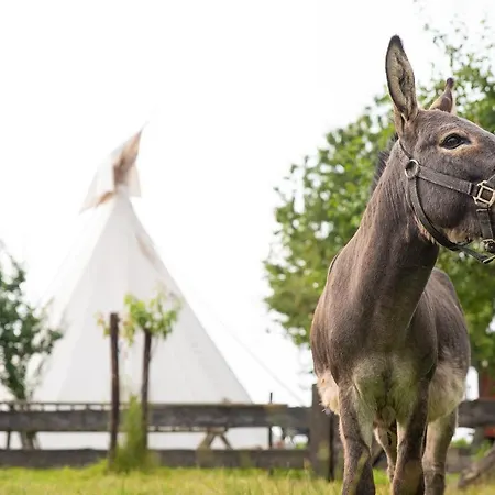 Slapen Tussen De Schapen In Pipowagen De Ome Jan Camping