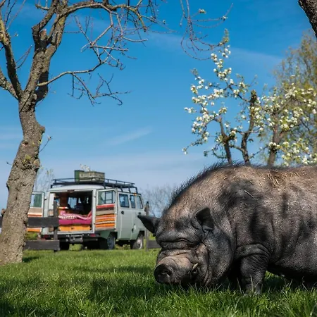 Slapen Tussen De Schapen In Pipowagen De Ome Jan