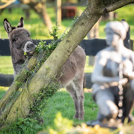 Campsite Slapen Tussen De Schapen In Pipowagen De Ome Jan Zennewijnen