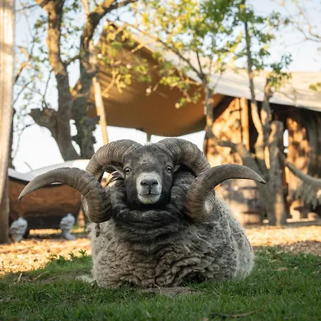 Slapen Tussen De Schapen In Pipowagen De Ome Jan *