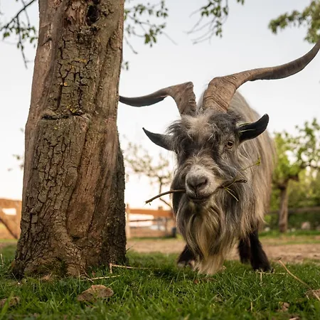 Slapen Tussen De Schapen In Pipowagen De Ome Jan * Zennewijnen