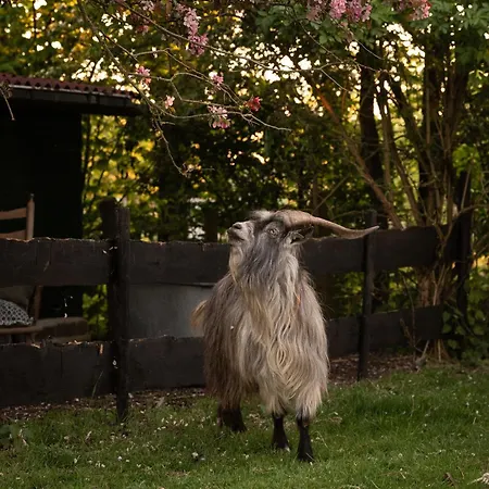 Slapen Tussen De Schapen In Pipowagen De Ome Jan