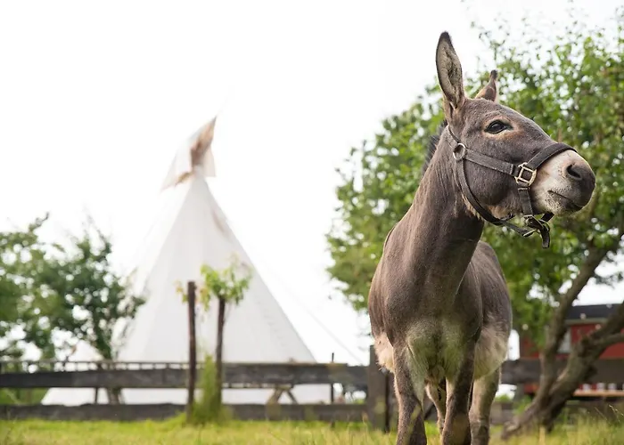 Slapen Tussen De Schapen In Pipowagen De Ome Jan 营地