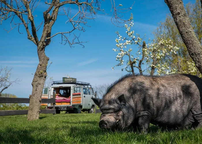 Slapen Tussen De Schapen In Pipowagen De Ome Jan