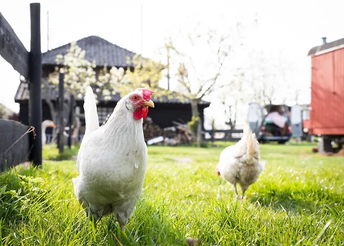 Slapen Tussen De Schapen In Pipowagen De Ome Jan 营地 *