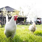 Slapen Tussen De Schapen In Pipowagen De Ome Jan Kemping *
