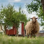 Slapen Tussen De Schapen In Pipowagen De Ome Jan *