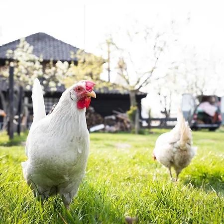 Slapen Tussen De Schapen In Pipowagen De Ome Jan אתר קמפינג *
