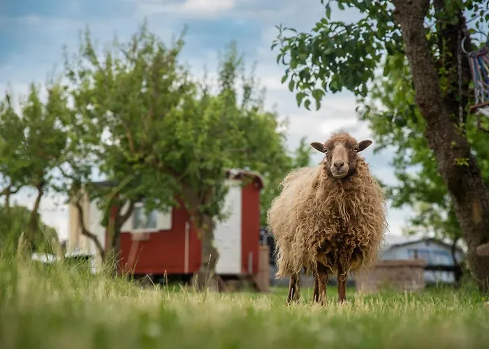 Slapen Tussen De Schapen In Pipowagen De Ome Jan *